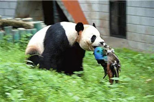 大熊猫吃肉吗，荤素照样通通都吃(主食仍然是竹子)