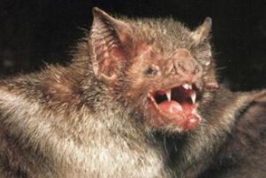 世界上最凶残的蝙蝠，吸血蝙蝠已开始吸食人血(动物界隐形杀手)