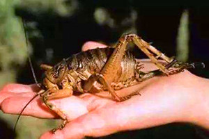 自然界中的巨型昆虫——巨沙螽，最重约有80克(两个鸡蛋)