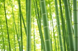 竹子的寓意有哪些，竹子的4大寓意盘点(竹子乃君子的化身)
