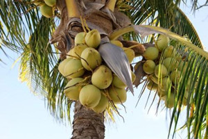 世界上椰子产量最高的国家是哪个，印度尼西亚(年产量2150万吨)