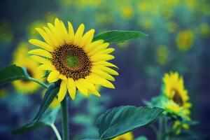 向日葵传播种子的方法，在成熟后自然脱落(也会借助风力和动物)