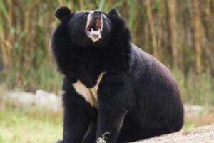 大黑熊冬眠吗，冬眠4-5个月不吃不喝(体重比之增加40公斤)