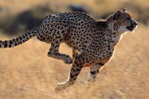 动物界中跑得快的动物排名，时速130千米的猎豹是最佳奔跑之王