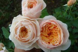 世界上最贵的玫瑰花，朱丽叶玫瑰(价值高达2700多万元)