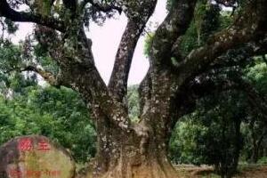 世界上最老的荔枝树，宋家香古荔树(距今已有1200多年历史)