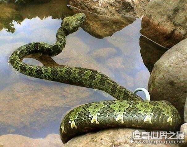 世界上最长毒蛇排名 最大一条眼镜王蛇长达6米重70斤