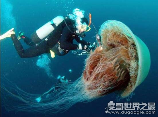 世界上最大的水母，越前水母直径可长3米/重440斤(可以食用)