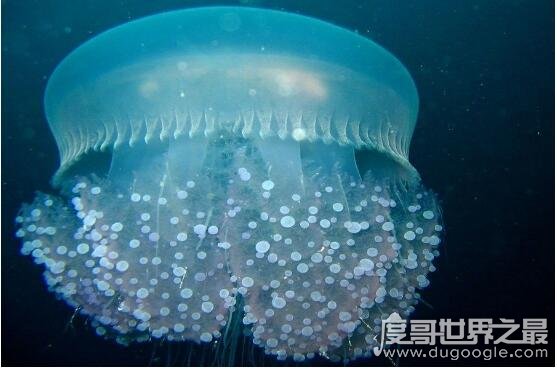 世界上最大的水母，越前水母直径可长3米/重440斤(可以食用)