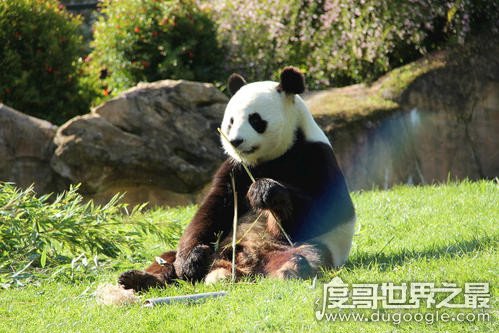 大熊猫为什么被视为中国的国宝，数量稀少中国独有(动物界的活化石)