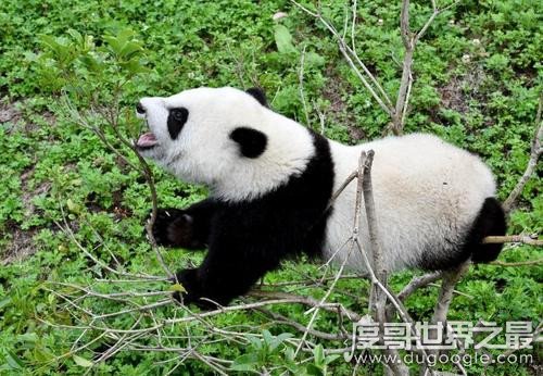 大熊猫为什么被视为中国的国宝，数量稀少中国独有(动物界的活化石)