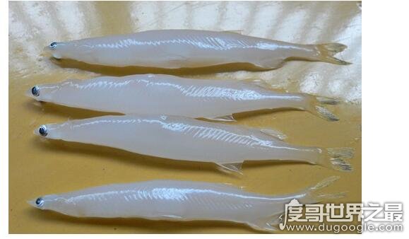 太湖三白是哪三白，白鱼、银鱼和白虾(清蒸白灼就十分美味)
