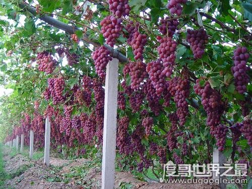 中国种植葡萄始于什么朝代，西汉武帝时期(由张骞出使西域带回)