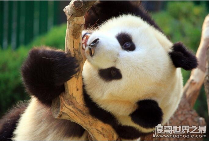 大熊猫生活在什么地方，海拔2600-3500的竹林(国家一级保护动物)