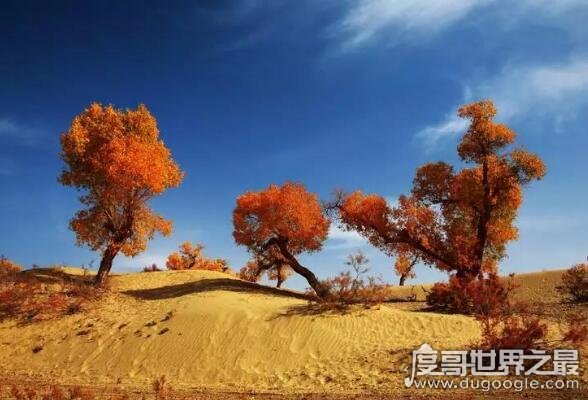 胡杨林在什么地方，主要分布在中国西北大漠(三大胡杨林介绍)