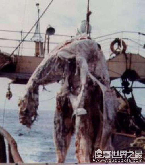日本1977年海怪尸体事件 疑似发现蛇颈龙遗骸(物证图片具在)
