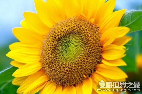 向日葵传播种子的方法 在成熟后自然脱落(也会借助风力和动物)