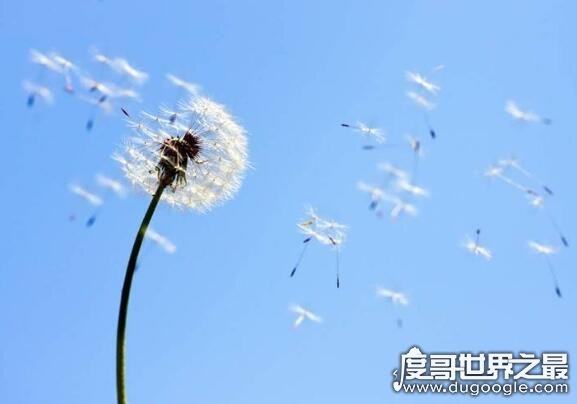 向日葵传播种子的方法 在成熟后自然脱落(也会借助风力和动物)