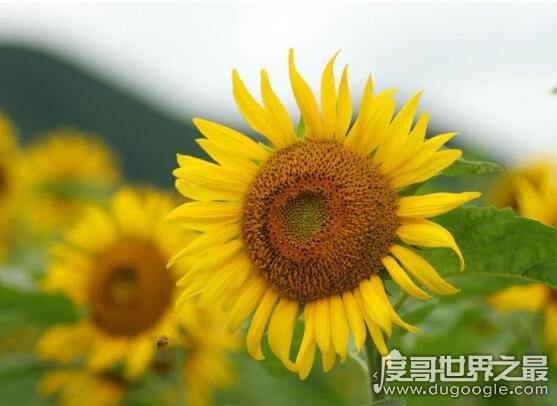 向日葵传播种子的方法 在成熟后自然脱落(也会借助风力和动物)