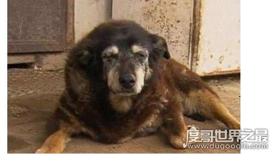 世界最老寿命最长的狗狗辞世，活了30年的它相当于人类133岁高龄