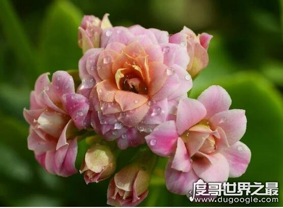 中国最大的玉树王 目测高度超过两米(满树花的样子超美)
