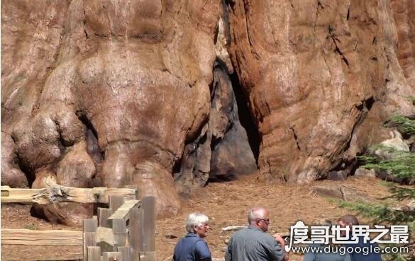 中国最大的玉树王 目测高度超过两米(满树花的样子超美)