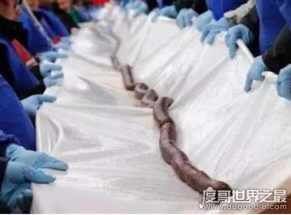 世界上最长的香肠 西班牙制作出175米的猪血香肠