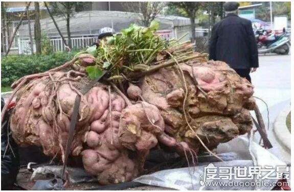 世界上最大的红薯，老农种出重大238斤的巨无霸红薯(最大蔬菜盘点)