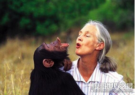 世界上最懂猩猩的人 珍妮古道尔(野外和猩猩共处38年)