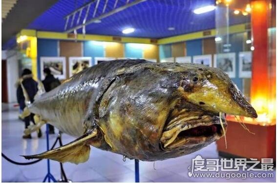 我国最大的淡水鱼，达氏鳇鱼长5米重1吨(仅在黑龙江分布)
