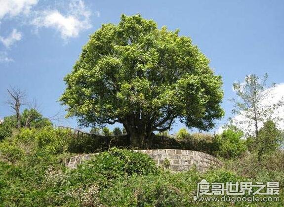 中国最大的茶树 锦绣茶王有3200年的的历史(树干直径有1.84米)