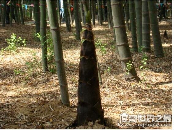 世界上生长速度最快的植物，毛竹(一晚上便能长1米)