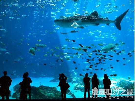 世界上最大的水族馆 乔治亚水族馆(全球最大水族馆排名)
