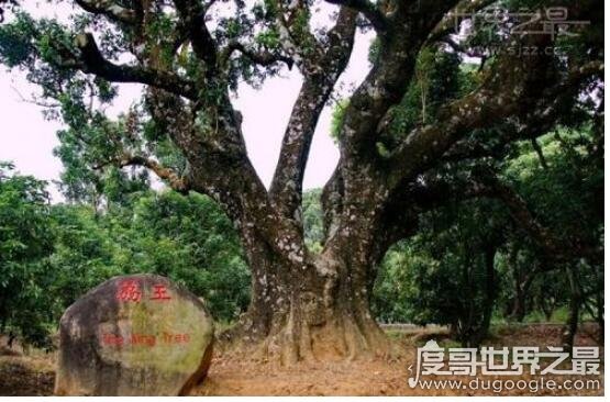 世界上最老的荔枝树 宋家香古荔树(距今已有1200多年历史)