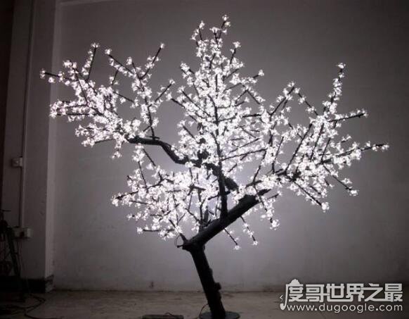 世界上最神奇的树，发光树(盘点各种能够发光的树木)