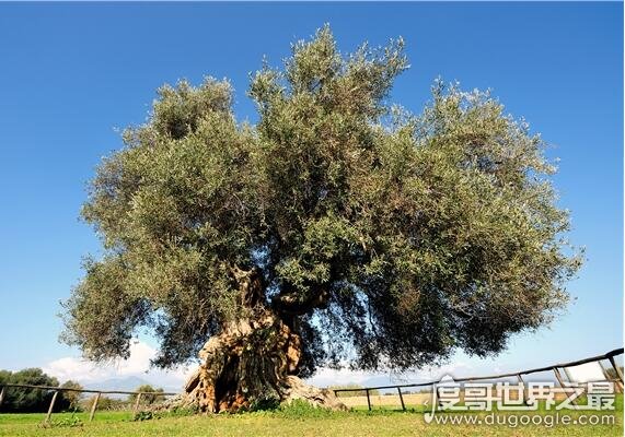 世界上最古老的橄榄树 拥有1658年的高龄(可追溯到公元362年)