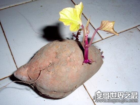 木薯是什么植物 三大薯类粮食作物之一(被誉为淀粉之王)