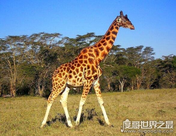 世界上最高的哺乳动物是什么 长颈鹿(站立时可达到6~8米高)