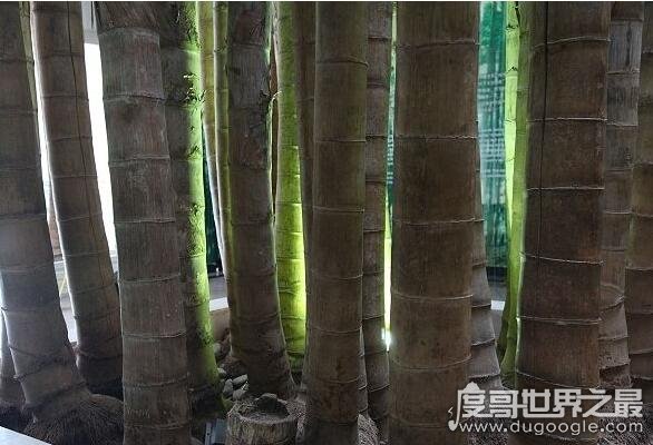 世界上最大最粗的竹子 巨龙竹(最粗能达到30厘米/高达45米)