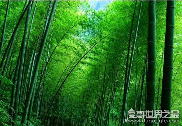中国四大竹海排名 它们分别是蜀南、安吉、咸安、赤水竹海