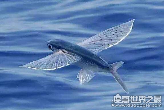 世界上最会飞的鱼 飞鱼(最远飞行距离可达400多米)