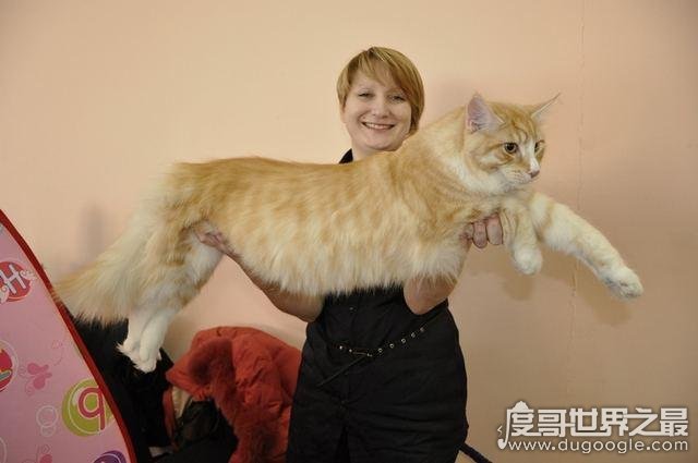 世界上最大的猫 缅因猫(身长118厘米/体重11千克)