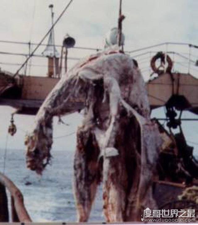 日本1977年海怪尸体事件 有1.5米长颈子(猜测是未灭绝蛇颈龙)