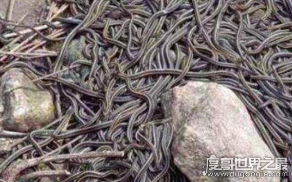 中国八三年蛇灾什么原因 导致群蛇聚集（发大洪水所致）