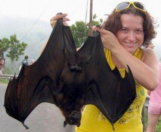 世界上最大的蝙蝠有多大 马来大狐蝠翼展最长可达1.8米以上