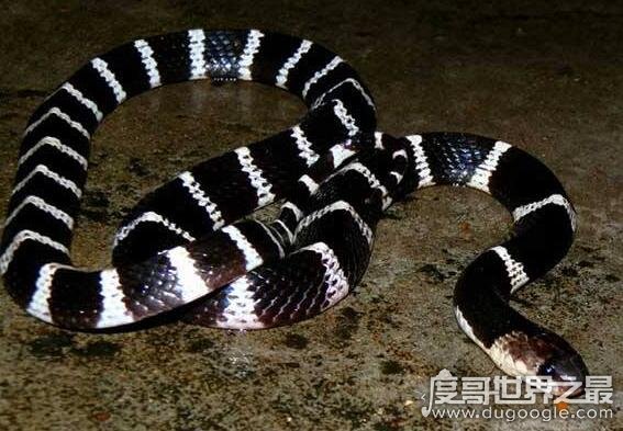 中国第一最毒的蛇是哪种 银环蛇(中国五大毒蛇排名)