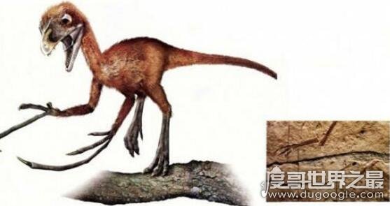 十大最弱的恐龙排行 恐龙界中的10大迷你龙(最小仅20厘米)