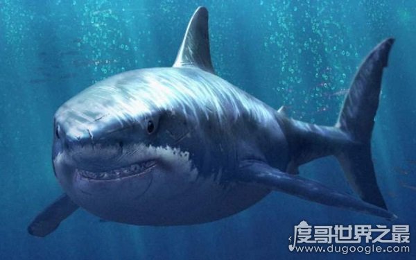 世界上最危险的鲨鱼王 海洋中无可匹敌（居于深海）