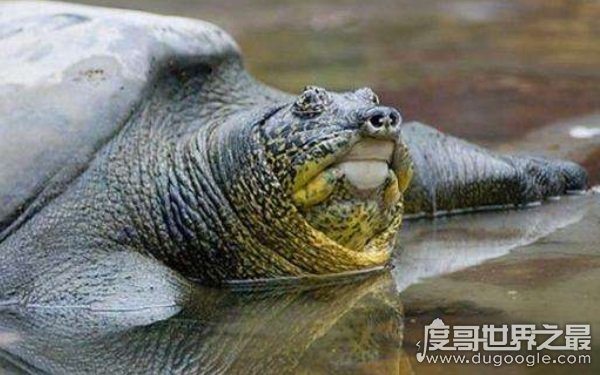 中国上仅剩一只的动物 面临灭绝的绝境（斑鳖）