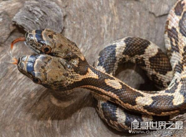世界十大最罕见的蛇类 长有两个脑袋的双头蛇你见过吗